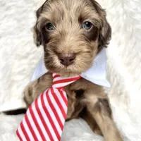 “King”, a male Miniature Goldendoodle for sale in Holly Springs, GA – Photo 1 of 4