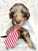 “King”, a male Miniature Goldendoodle for sale in Holly Springs, GA – Photo 1 of 4