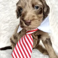 “King”, a male Miniature Goldendoodle for sale in Holly Springs, GA – Photo 2 of 4