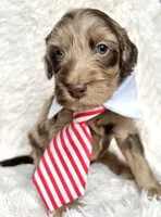 “King”, a male Miniature Goldendoodle for sale in Holly Springs, GA – Photo 2 of 4