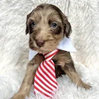 “King”, a male Miniature Goldendoodle for sale in Holly Springs, GA – Photo 4 of 4