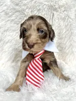 “King”, a male Miniature Goldendoodle for sale in Holly Springs, GA – Photo 4 of 4