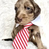 “King”, a male Miniature Goldendoodle for sale in Holly Springs, GA – Photo 3 of 4