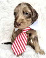 “King”, a male Miniature Goldendoodle for sale in Holly Springs, GA – Photo 3 of 4