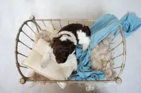 Burch, a male Miniature Goldendoodle for sale in Canton, GA – 2 of 4
