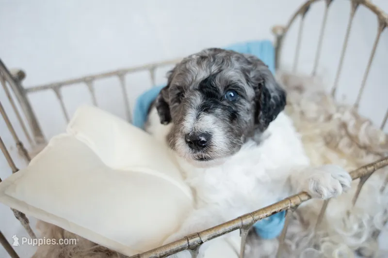 Gucci – Miniature Goldendoodle puppy for sale in Canton, GA