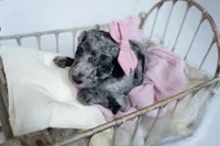 CoCo, a female Miniature Goldendoodle for sale in Canton, GA – 4 of 5