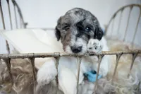 Gucci, a male Miniature Goldendoodle for sale in Canton, GA – 3 of 5