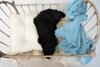 Valentino, a male Miniature Goldendoodle for sale in Canton, GA – 4 of 4