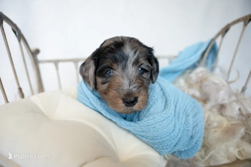 Louis – Miniature Goldendoodle puppy for sale in Canton, GA