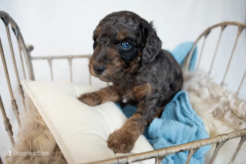 Oliver – Miniature Goldendoodle puppy for sale in Canton, GA