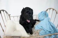 Valentino, a male Miniature Goldendoodle for sale in Canton, GA – 2 of 4