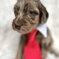 “Prince”, a male Miniature Goldendoodle for sale in Holly Springs, GA – Photo 4 of 6