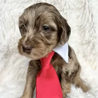 “Prince”, a male Miniature Goldendoodle for sale in Holly Springs, GA – Photo 3 of 6