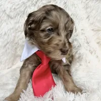 “Prince”, a male Miniature Goldendoodle for sale in Holly Springs, GA – Photo 2 of 6