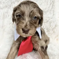 “Prince”, a male Miniature Goldendoodle for sale in Holly Springs, GA – Photo 6 of 6