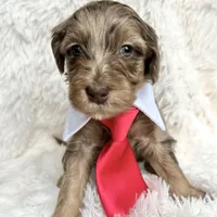 “Prince”, a male Miniature Goldendoodle for sale in Holly Springs, GA – Photo 1 of 6