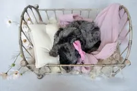 Chloe, a female Miniature Goldendoodle for sale in Canton, GA – 4 of 5