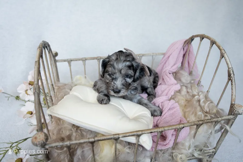 Dolce – Miniature Goldendoodle puppy for sale in Canton, GA
