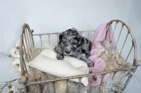 Dolce, a female Miniature Goldendoodle for sale in Canton, GA – 1 of 3
