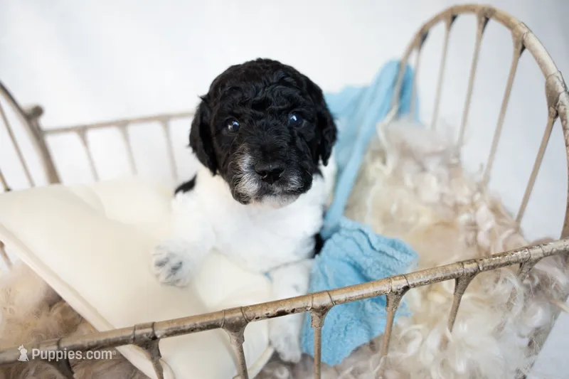 Burberry – Miniature Goldendoodle puppy for sale in Canton, GA