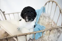 Burberry, a male Miniature Goldendoodle for sale in Canton, GA – 1 of 5