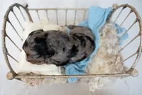 Louis, a male Miniature Goldendoodle for sale in Canton, GA – 2 of 4
