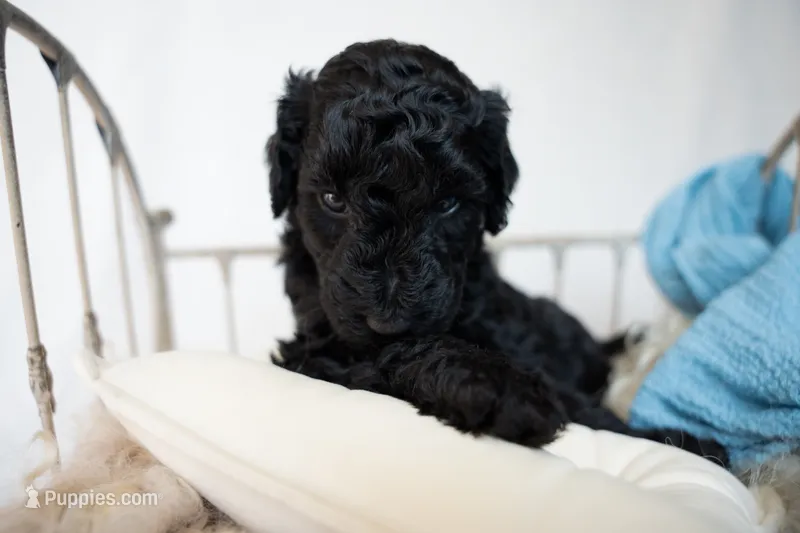 Valentino – Miniature Goldendoodle puppy for sale in Canton, GA