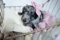 CoCo, a female Miniature Goldendoodle for sale in Canton, GA – 2 of 5