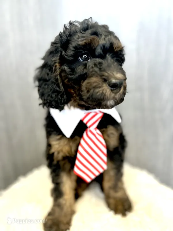 “Smith” (Granny Smith)