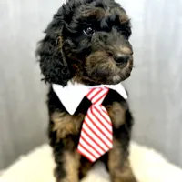 “Smith” (Granny Smith), a male Goldendoodle for sale in Holly Springs, GA – Photo 1 of 6