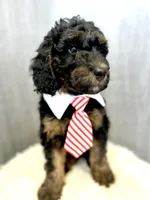 “Smith” (Granny Smith), a male Goldendoodle for sale in Holly Springs, GA – Photo 1 of 6