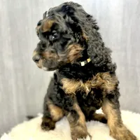 “Smith” (Granny Smith), a male Goldendoodle for sale in Holly Springs, GA – Photo 5 of 6