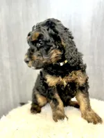 “Smith” (Granny Smith), a male Goldendoodle for sale in Holly Springs, GA – Photo 5 of 6