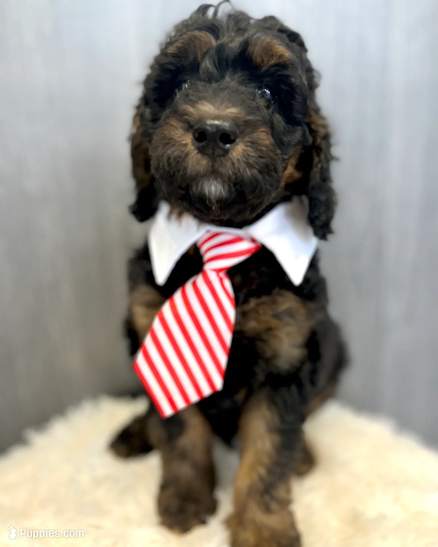 “Smith” (Granny Smith), a male Goldendoodle for sale in Holly Springs, GA – Photo 4 of 6