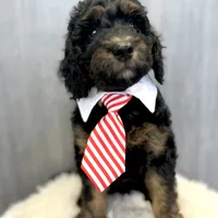 “Smith” (Granny Smith), a male Goldendoodle for sale in Holly Springs, GA – Photo 3 of 6