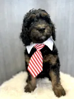 “Smith” (Granny Smith), a male Goldendoodle for sale in Holly Springs, GA – Photo 3 of 6