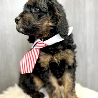 “Smith” (Granny Smith), a male Goldendoodle for sale in Holly Springs, GA – Photo 6 of 6