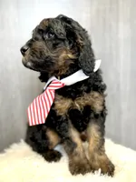 “Smith” (Granny Smith), a male Goldendoodle for sale in Holly Springs, GA – Photo 6 of 6