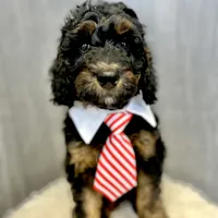 “Smith” (Granny Smith), a male Goldendoodle for sale in Holly Springs, GA – Photo 2 of 6