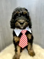 “Smith” (Granny Smith), a male Goldendoodle for sale in Holly Springs, GA – Photo 2 of 6