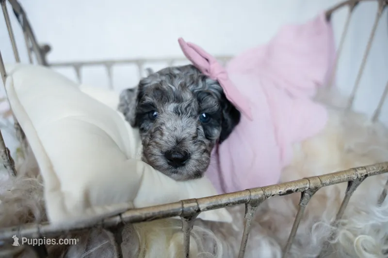 CoCo – Miniature Goldendoodle puppy for sale in Canton, GA