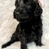 “Lady”, a female Miniature Goldendoodle for sale in Holly Springs, GA – Photo 4 of 5
