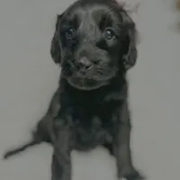 “Lady”, a female Miniature Goldendoodle for sale in Holly Springs, GA – Photo 3 of 5