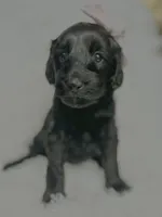 “Lady”, a female Miniature Goldendoodle for sale in Holly Springs, GA – Photo 3 of 5