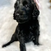 “Lady”, a female Miniature Goldendoodle for sale in Holly Springs, GA – Photo 1 of 5