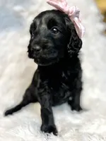 “Lady”, a female Miniature Goldendoodle for sale in Holly Springs, GA – Photo 1 of 5