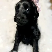 “Lady”, a female Miniature Goldendoodle for sale in Holly Springs, GA – Photo 5 of 5