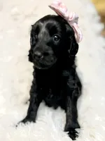 “Lady”, a female Miniature Goldendoodle for sale in Holly Springs, GA – Photo 5 of 5