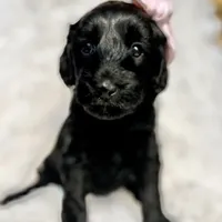 “Lady”, a female Miniature Goldendoodle for sale in Holly Springs, GA – Photo 2 of 5